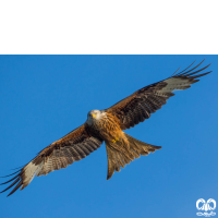 گونه کورکور حنایی Red Kite